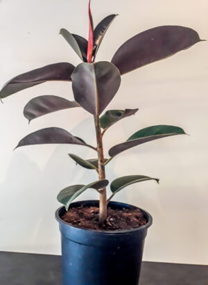 Ficus Elastica Robusta 19cm Pot