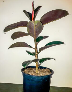 Ficus Elastica Robusta 19cm Pot