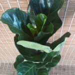 Ficus Lyrata 24cm Pot (fiddle leaf fig)