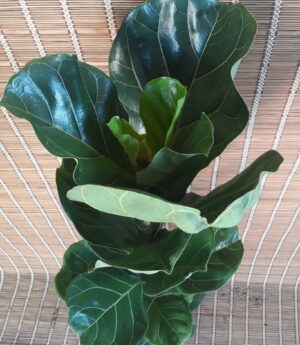Ficus Lyrata 24cm Pot (fiddle leaf fig)