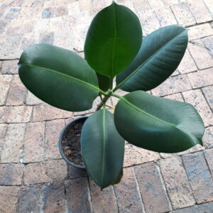 Ficus Elastica Robusta 19cm Pot