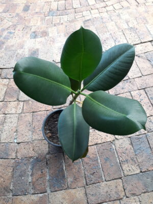 Ficus Elastica Robusta 19cm Pot