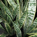 Sanserviera Parva 4lt (Mother-in-Laws Tongue)