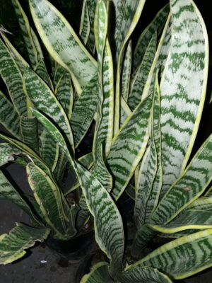 Sanserviera Parva 4lt (Mother-in-Laws Tongue)