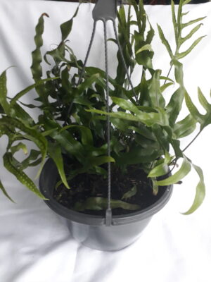 Kangaroo Fern 30cm Hanging Basket