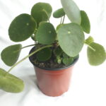 Chinese Money Plant 17cm Pot