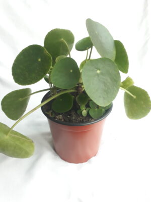 Chinese Money Plant 17cm Pot