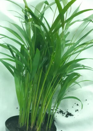 Areca Palm 19cm Pot (Bamboo Palm)