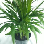 Areca Palm 19cm Pot (Bamboo Palm)