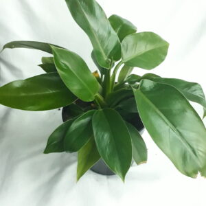 20200625_173456-scaled-1.jpg Philodendron Imperial Green 19cm Pot