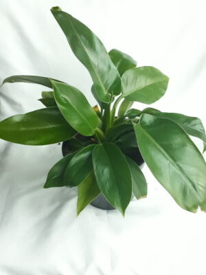 Philodendron Imperial Green 19cm Pot