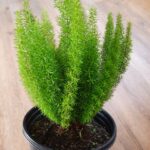 Asparagus Densiflorus Meyersii 17cm Asparagus Densiflorus Meyersii 17cm