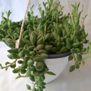 Senecio Radicans (String of Bananas) 20cm hanging basket