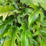 Philodendron Xanadu 20lt