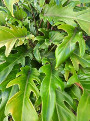 Philodendron Xanadu 20lt