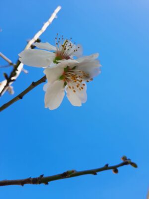 Almond Tree (Prunus Dulcis) 20lt