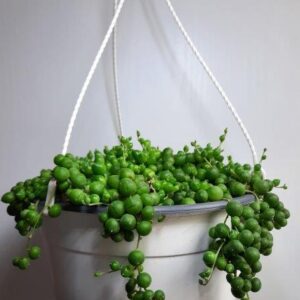 Senecio Rowleyanu (String of Pearls) 20cm hanging basket