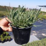 Lavender Magaret Roberts-17cm