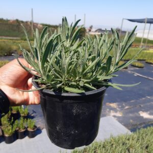 Lavender Magaret Roberts-17cm