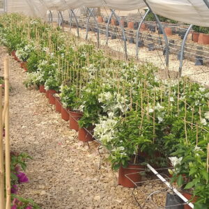 20211202_093734-scaled-1.jpg Arnelia Bougainvillea Rijnstar White 22cm Pot