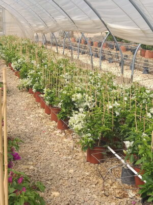 Arnelia Bougainvillea Rijnstar White 22cm Pot
