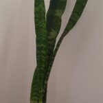 Sanserviera Trifasciata 15cm Pot (Snake Plant) Sanserviera Trifasciata 15cm Pot (Snake Plant)