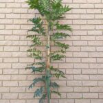 20L_Ekebergia_capensis.jpg Ekebergia Capensis 20lt