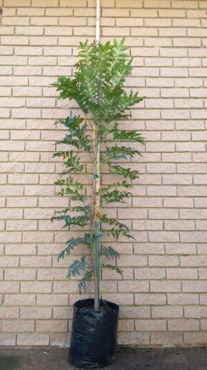 20L_Ekebergia_capensis.jpg Ekebergia Capensis 20lt