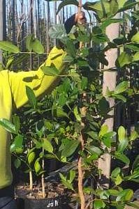 Syzygium Cordatum 20lt