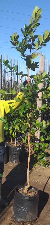 Syzygium Cordatum 20lt Syzygium Cordatum 20lt