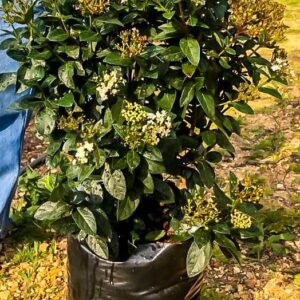 Viburnum Tinus Lucidum 20lt