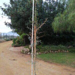 Acacia Burkei 20lt (Black Monkey Thorn)