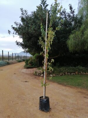 Acer Rubrum (Red Maple) 20lt