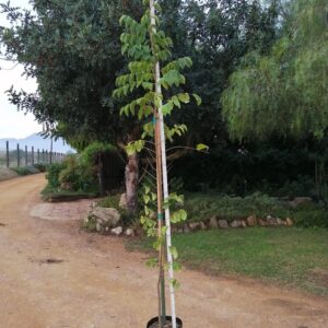 Celtis Africana 20lt (White Stinkwood)