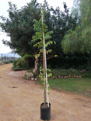 Celtis Africana 20lt (White Stinkwood)