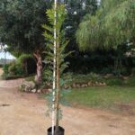 20lt-Ekebergia-Capensis-2.2m.jpg Ekebergia Capensis 20lt