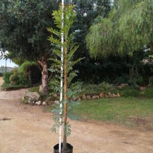 Ekebergia Capensis 20lt