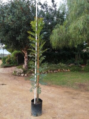 20lt-Ekebergia-Capensis-2.2m.jpg Ekebergia Capensis 20lt