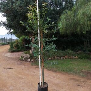 Ilex mitis 20lt (African Holly)