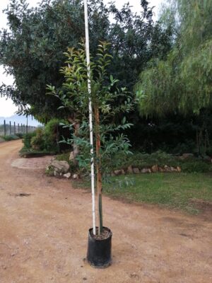 20lt-Ilex-Mitis-2.0m.jpg Ilex mitis 20lt (African Holly)