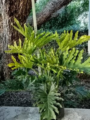 Philodendron Selloum Hope 20lt