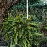 Philodendron Xanadu 20lt