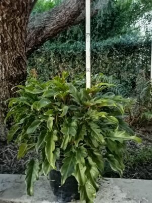 Philodendron Xanadu 20lt