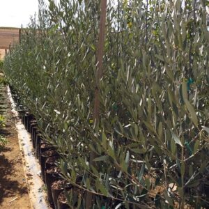 Olive Frantoio 20lt