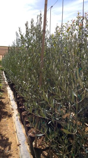 Olive Frantoio 20lt