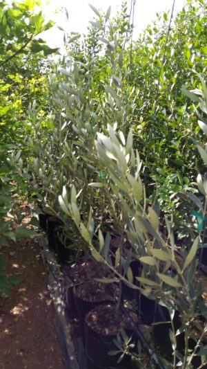 Olive Kalamata 20lt Olive Kalamata 20lt