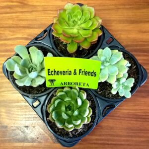 Succulent Combo 4 pack