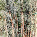 Acacia Xanthophloea Fever Tree 20lt