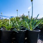 Agapanthus Drawf White 17cm