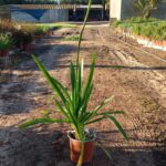 Agapantha Medium Blue 17cm Pot